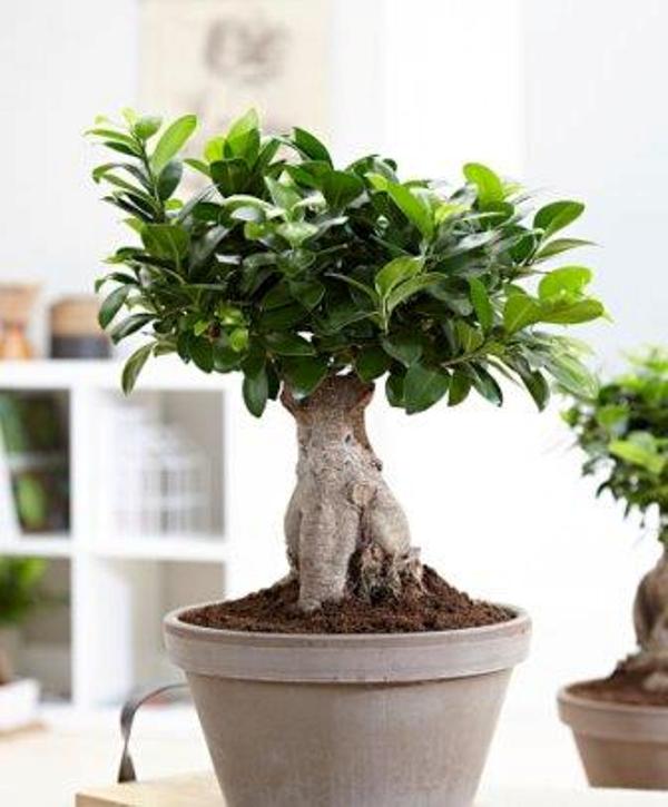 bonsai