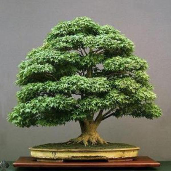 bonsai