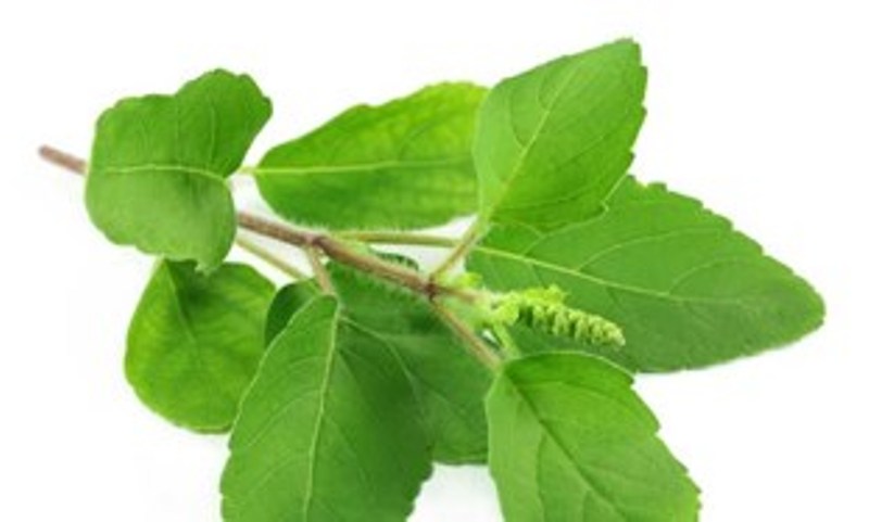 tulsi