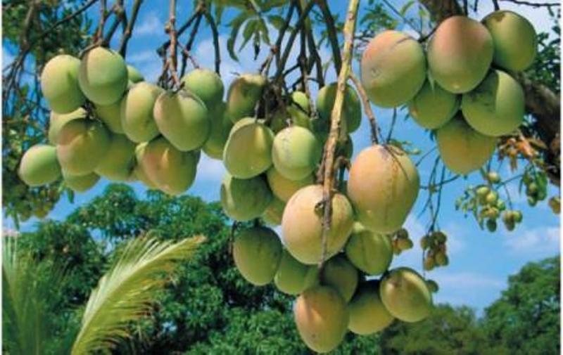 mango