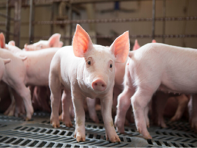 Start a commercial Pig Farming