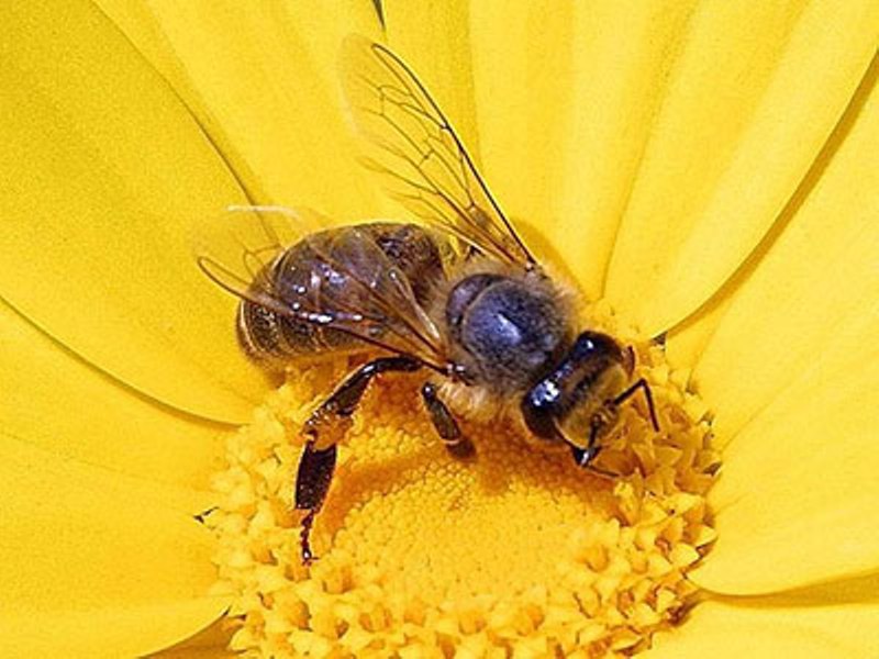 honey