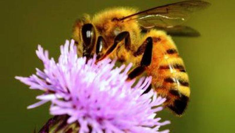 bee