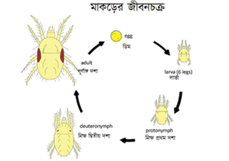 mite