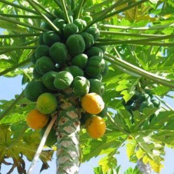 papaya