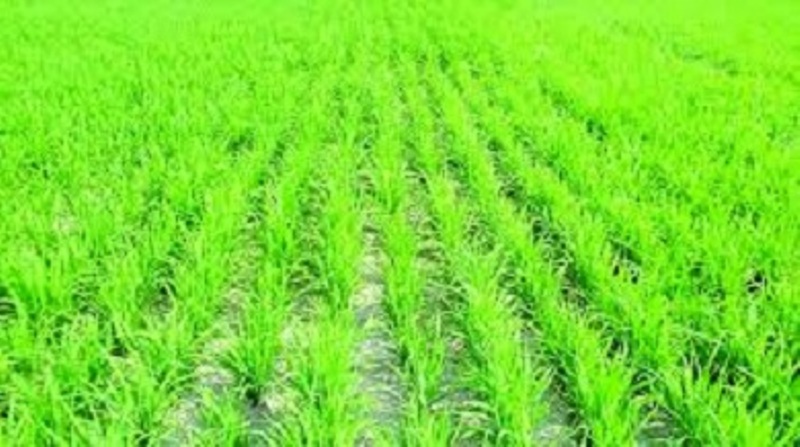 rice