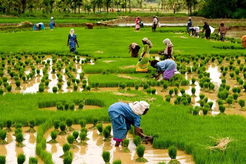 rice
