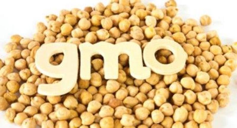 Gm seed