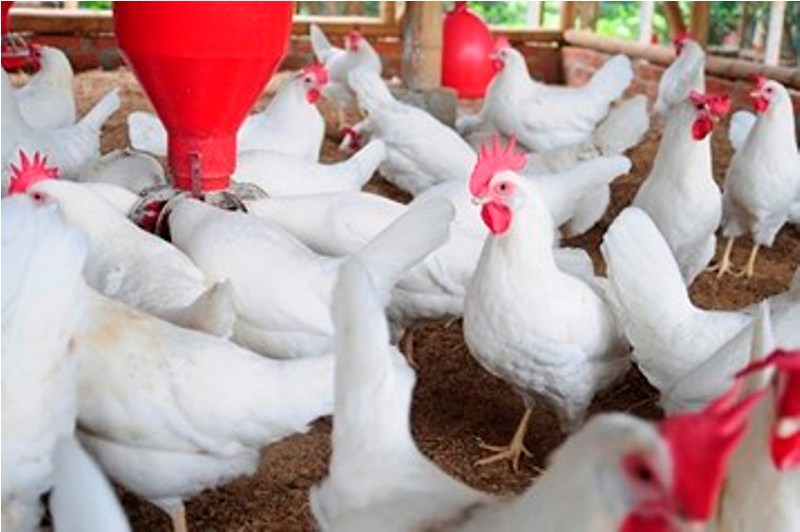 hen