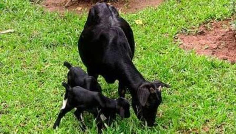 bakri