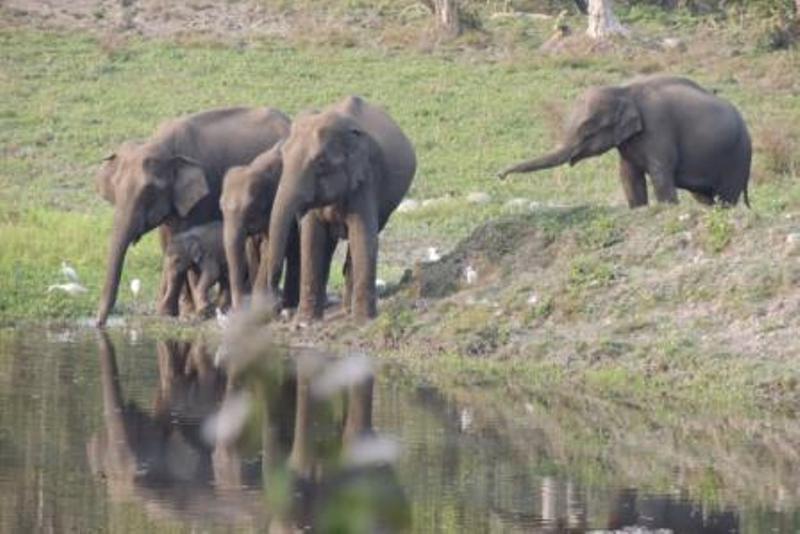 Elephant