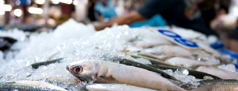 fish
