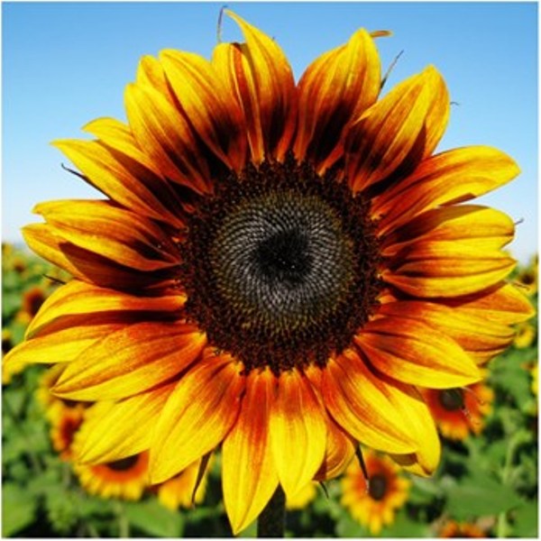 sunflower