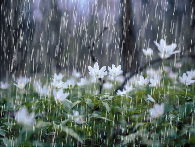 Rainfall