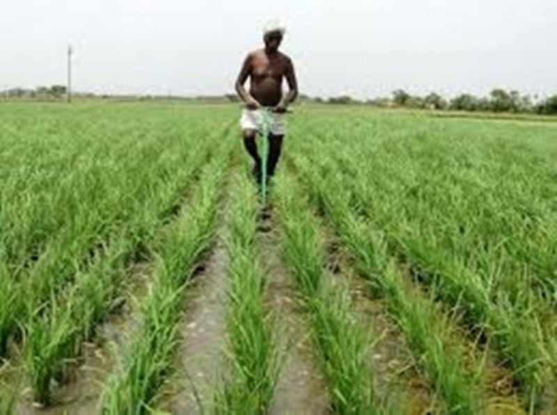 farmer