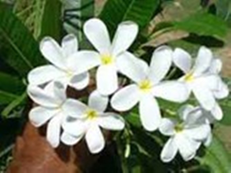 flower
