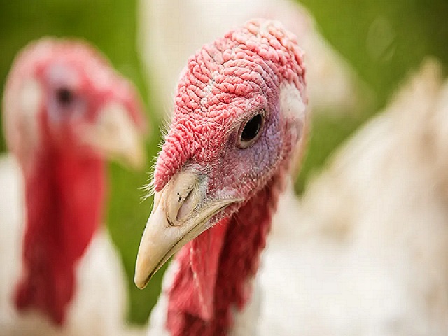 Turkey profitable farming