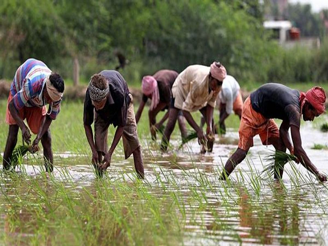 Marginal farmers
