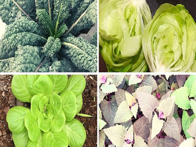 Organic farming