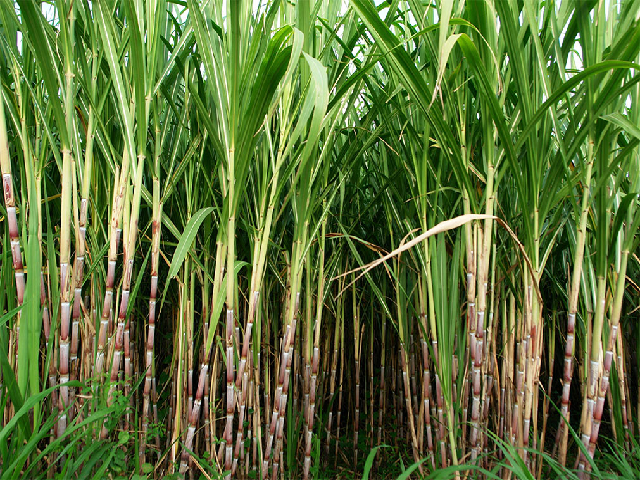Sugarcane overproduction