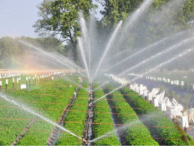 Irrigation time on tea farming