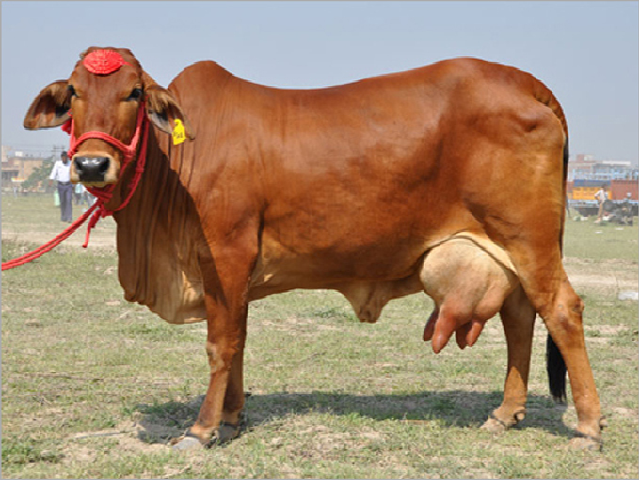 Cow rearing