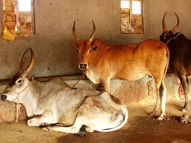 Cowshed