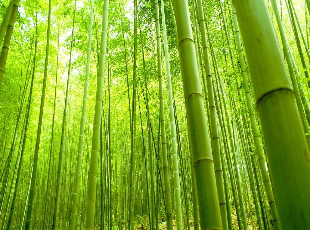 Bamboo farming