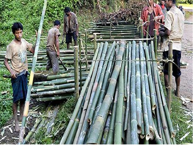 Bamboo farming