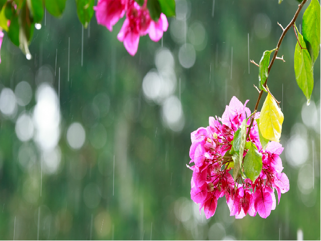 Rainfall