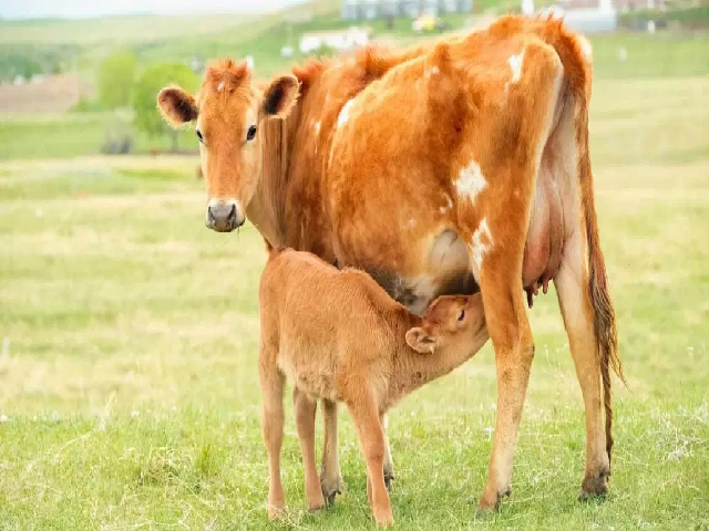 Cow rearing