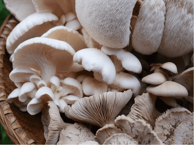 Mushroom Business