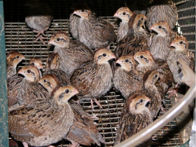 Quail Bird Firming ক ষকবন ধ র আয ব ড ত ক ষ ক জ র স থ কর ন ক য ল প খ র চ ষ