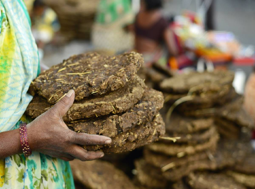 cow dung