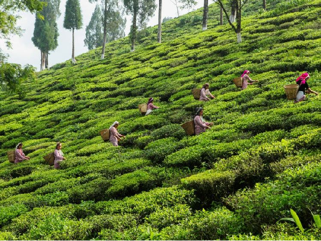 Tea garden - Darjeeling
