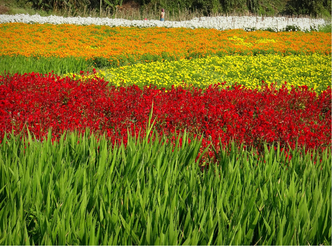 Valley of flowers