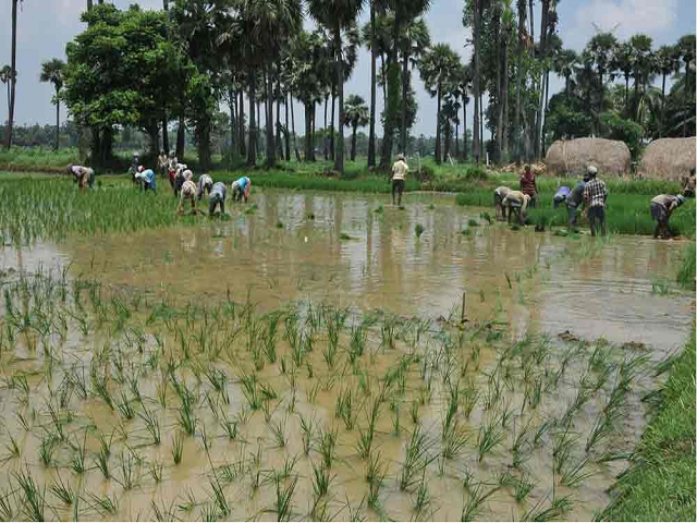 Submerged Paddy fields