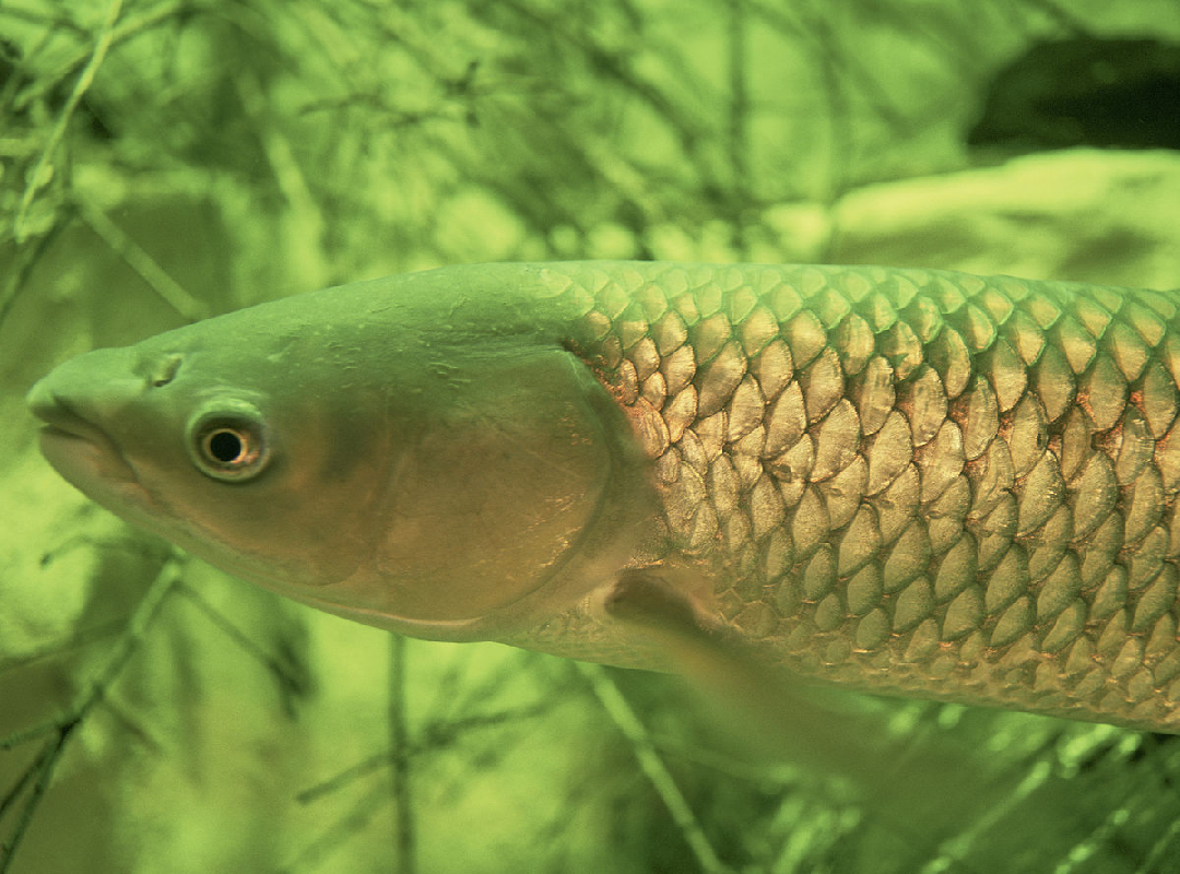 Fish farming