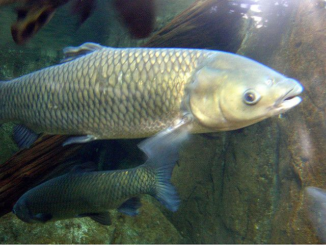 carp fish