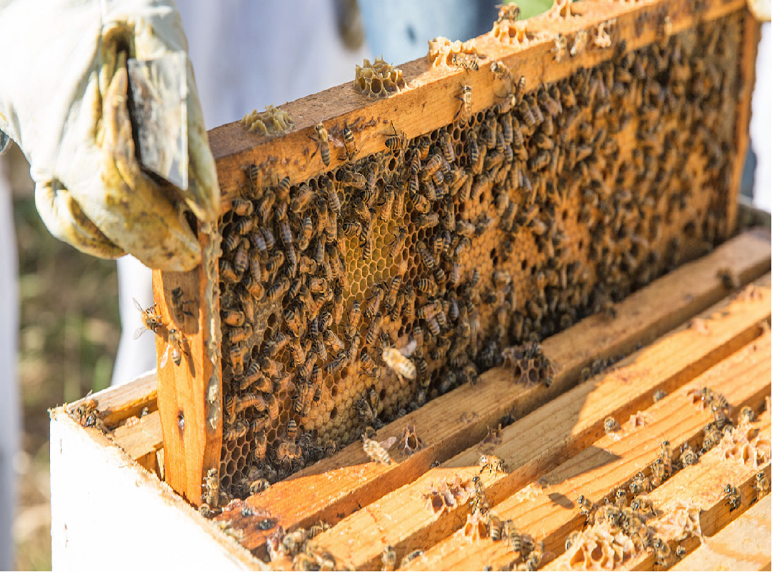 Bee keeping