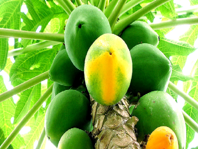 Papaya farming
