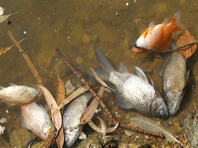 Fish mortality