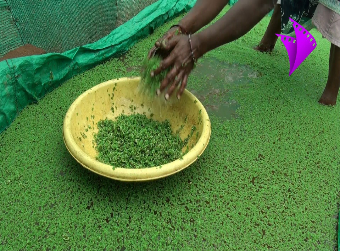 Azolla cultivation