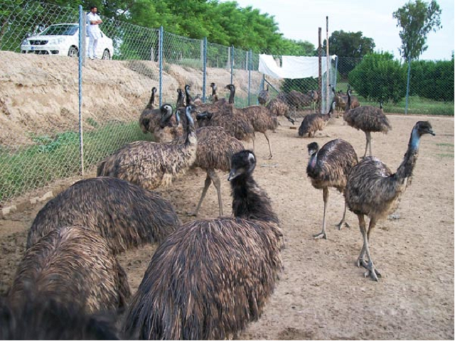 Emu bird farming