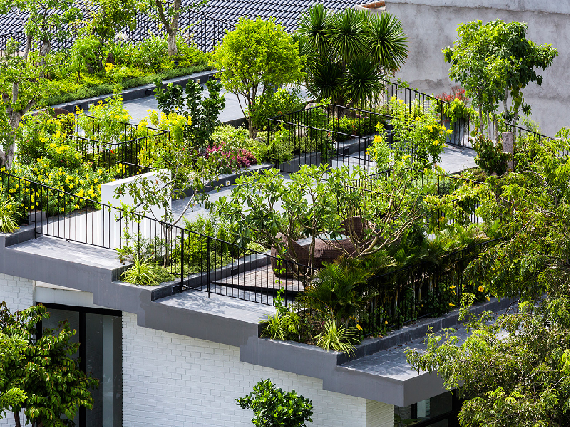 Make your rooftop beautiful with planting trees