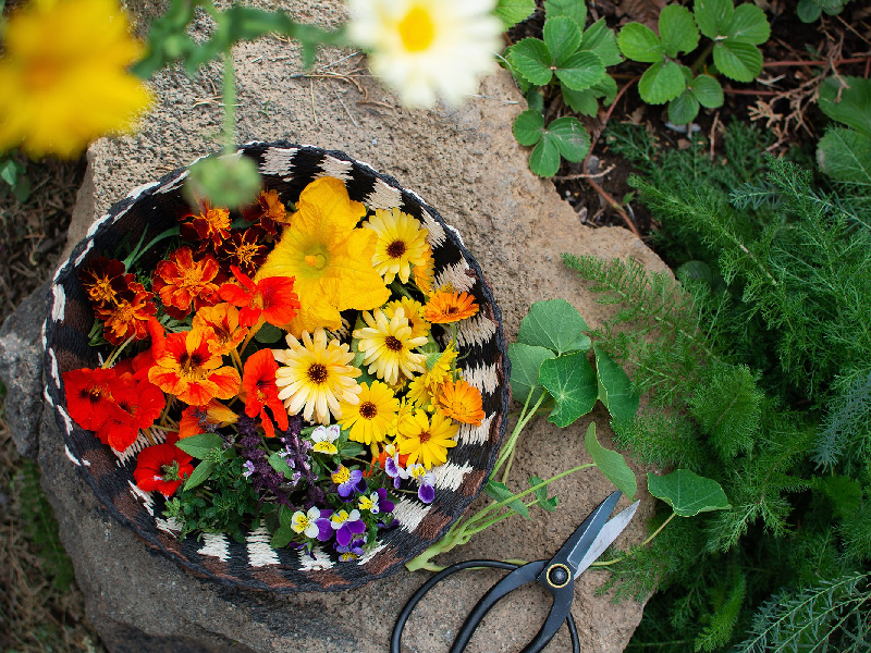Edible Flower Harvesting Method