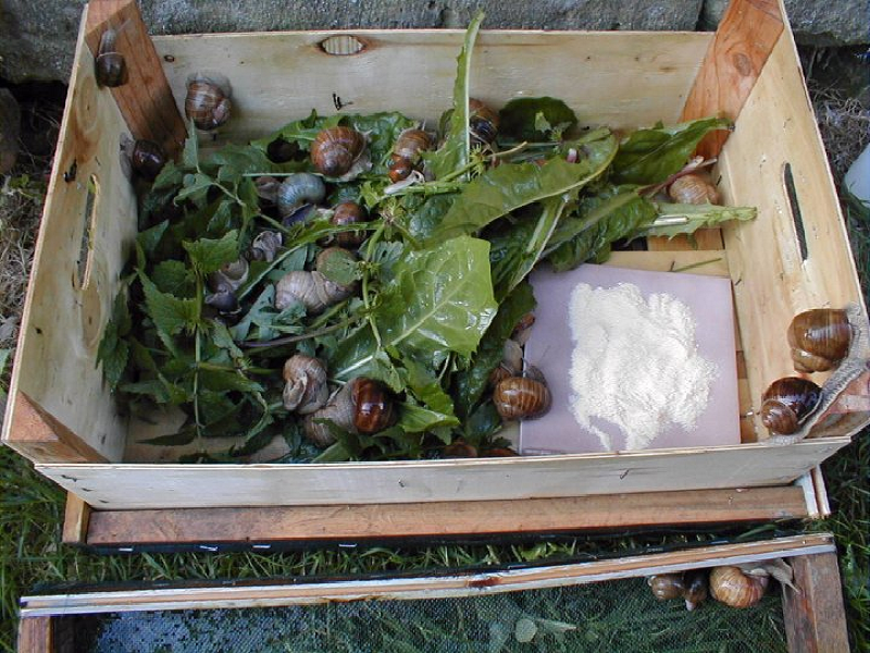 Snails Farming In A Commercial Way