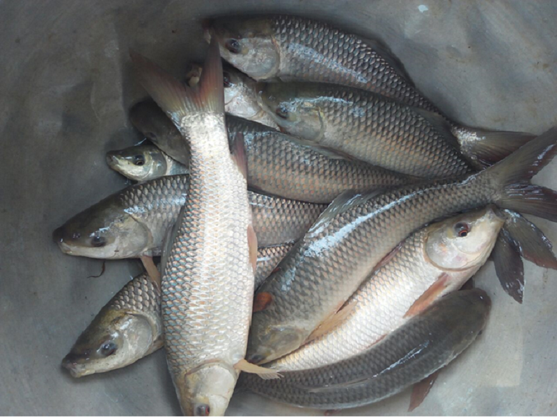 Rohu Fish New Species