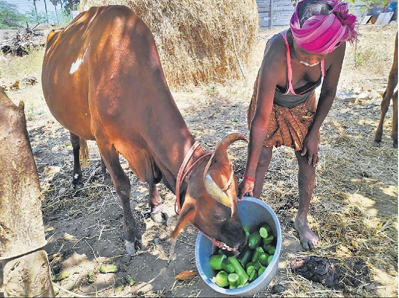 Cattle care