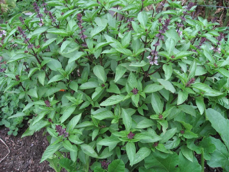 Basil leave